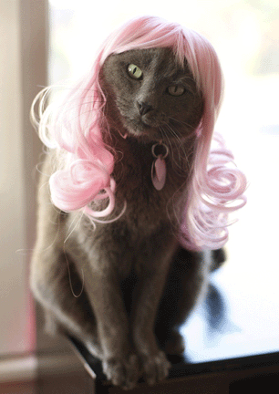 Cat wigs. I've heard of pet clothes but wigs 