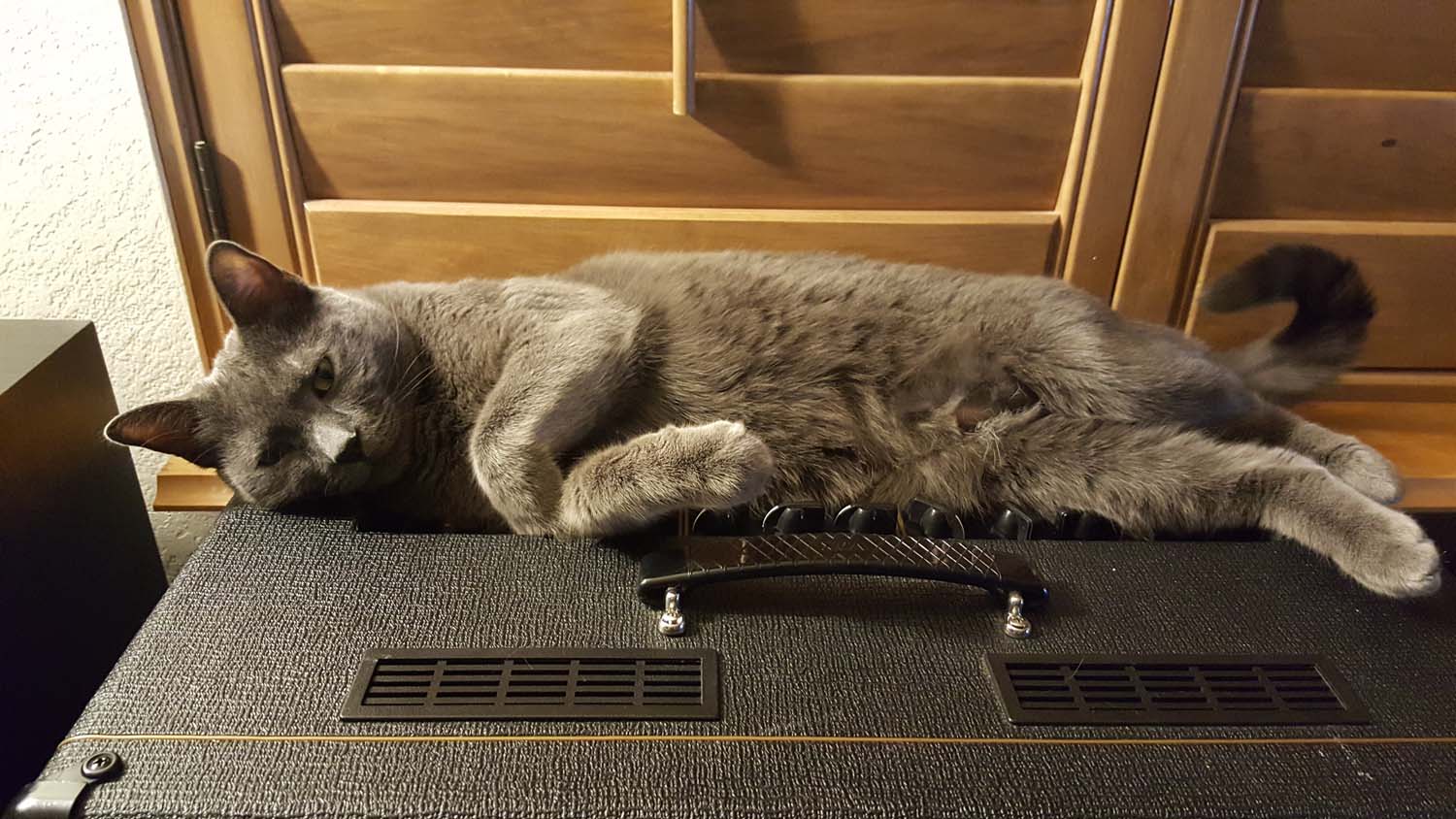 Oliver chillin on the VOX AC-15
