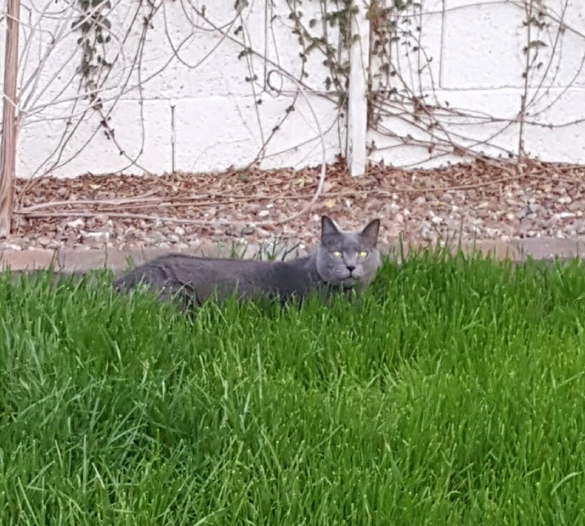 Oliver Hiding in the Grass